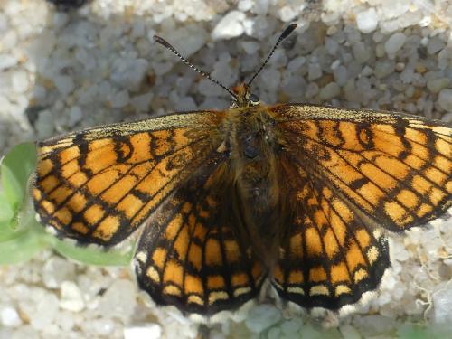 Réf. 225 618 : Melitaea parthenoides